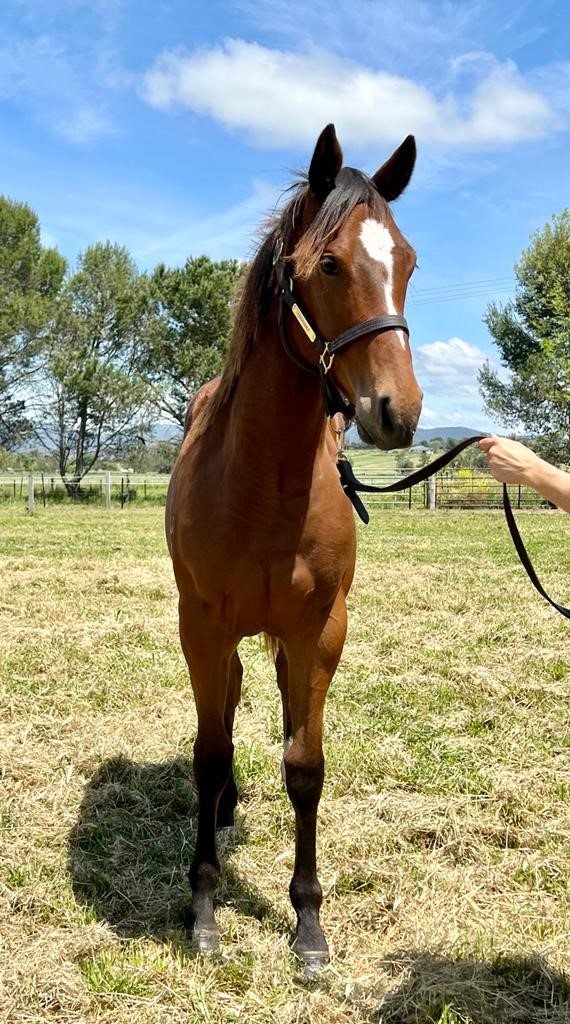 2022 OCTOBER (Late) Online Sale Inglis Digital Online Auctions
